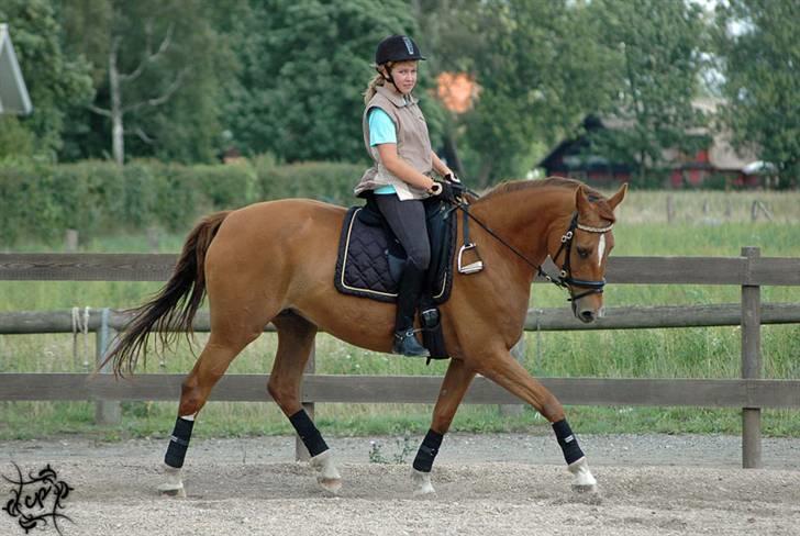 Hannoveraner Løth's Ami (solgt) - dressur på banen (:  Billedet er taget af Cecilie (chaos) <3  billede 15