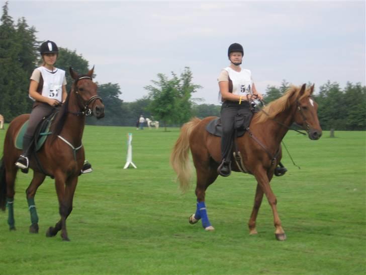 Traver Tonka Brogård (R.I.P) - hippoaden 2006 tonka og felix billede 2