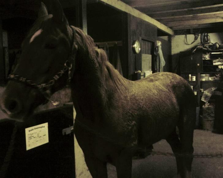 Traver Tonka Brogård (R.I.P) - har været ude og rulle i ridebanen.. dejlig beskidt billede 5