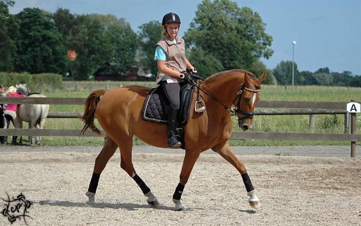 Hannoveraner Løth's Ami (solgt) - dressur på banen (:  Billedet er taget af Cecilie (chaos) <3  billede 17