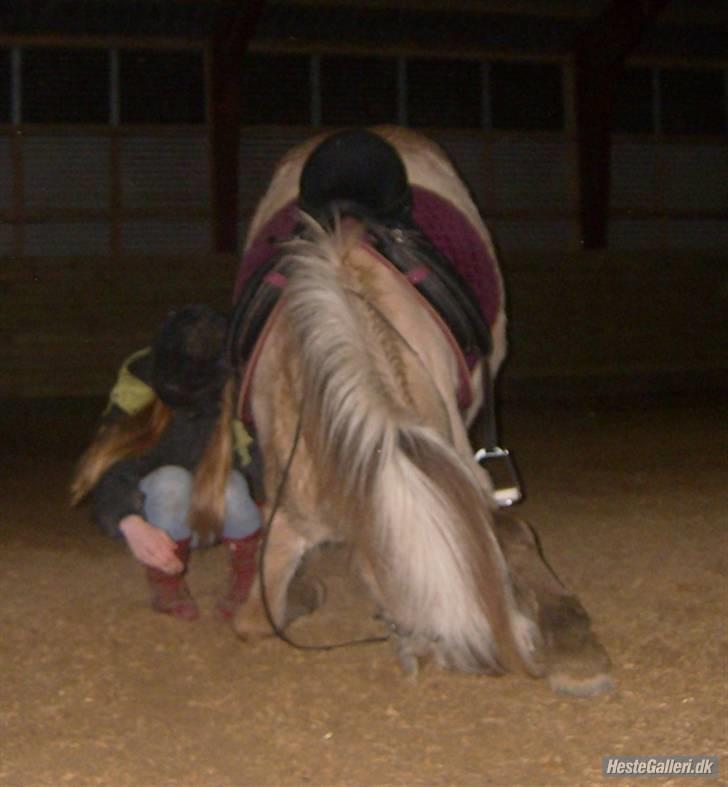 Fjordhest Daisi - 19: En af de første gange Daisi nejer.. Smukt ikke? Og en stor tak til Maria for at tage billedet.. billede 19
