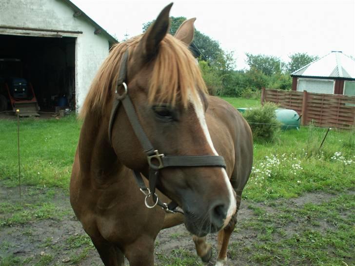 Sportsaraber (A) Zag  - Du er en dejlig pony,.<3 billede 4