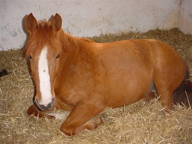 Welsh Pony (sec B)  Daisy  - Daisy sys altid det er tidligt billede 11