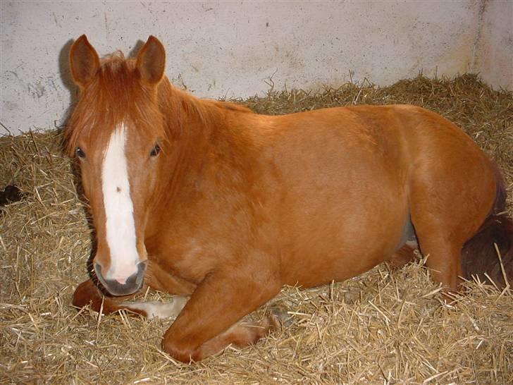 Welsh Pony (sec B)  Daisy  - Daisy sys altid det er tidligt billede 11