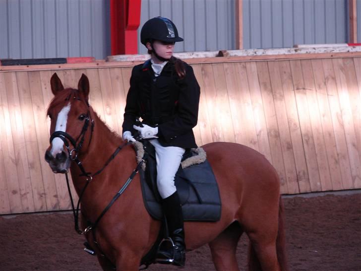 Welsh Pony (sec B)  Daisy  - her venter jeg på min 1 pl. i LA billede 12