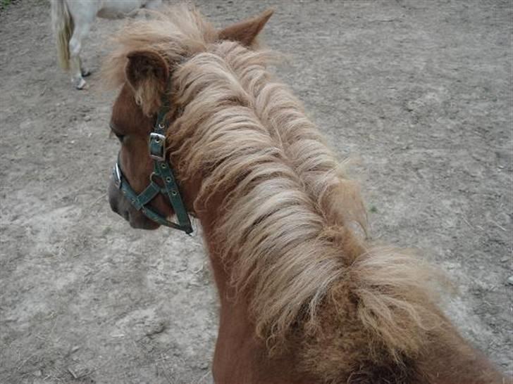 Islænder Rák fra Grønnemose - Ráks smukke, naturligt,  todelte man. billede 11