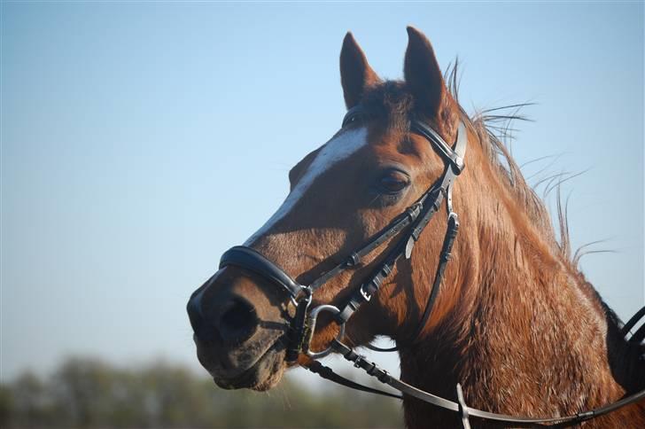 Tysk Sportspony Faria *10/11-08 R.I.P * - nyt den 24 april 2008 . hun er sku for køn hva synes du ?? (; billede 2