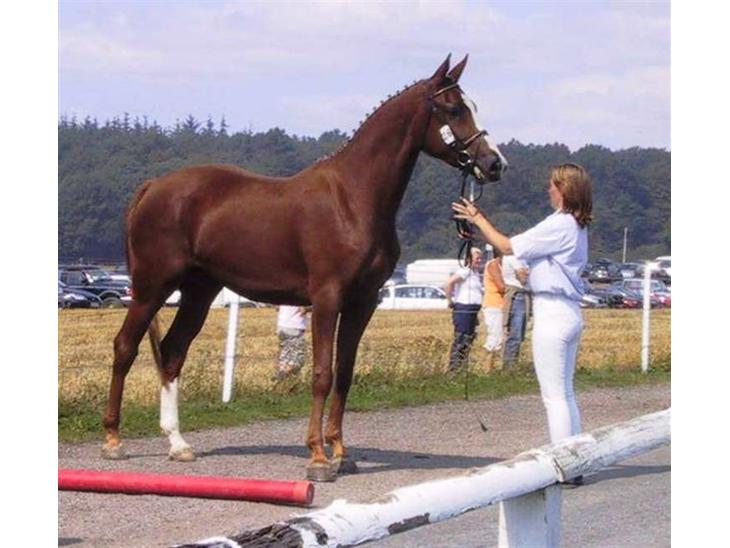 {{currentPhoto.altText}} billede {{currentPhoto.number}}