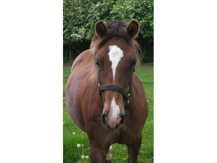 {{currentPhoto.altText}} billede {{currentPhoto.number}}