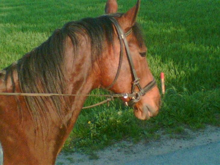 {{currentPhoto.altText}} billede {{currentPhoto.number}}