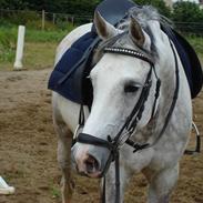 DSP Ll. Sludekildes Hale Bopp