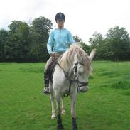 Anden særlig race Philip. Solgt&Savnet