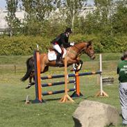 Tysk Sportspony Nikita **Solgt**