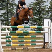 Tysk Sportspony Nikita **Solgt**