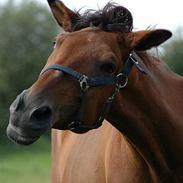 Anden særlig race Rambo