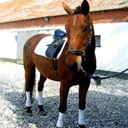 Anden særlig race Rambo