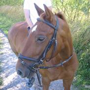 Frederiksborg Tristan Kastaniely