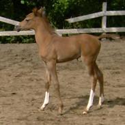 Sportsaraber (A) StaldArthur´s Eher Enzar