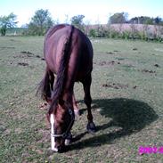 Hannoveraner Frau Split