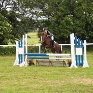 Anden særlig race Mimmi (solgt)