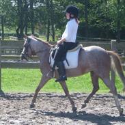 Welsh Mountain (sec A) Danruss Vardil