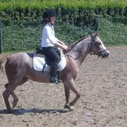 Welsh Mountain (sec A) Danruss Vardil