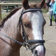 Welsh Mountain (sec A) Danruss Vardil