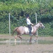 Welsh Mountain (sec A) Danruss Vardil