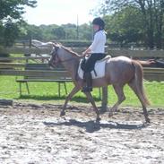 Welsh Mountain (sec A) Danruss Vardil