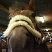 Anden særlig race Trippe GP.