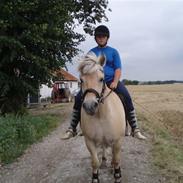 Fjordhest bjarregaaeds embla,,