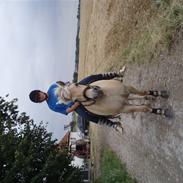 Fjordhest bjarregaaeds embla,,