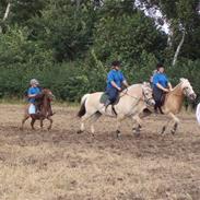 Fjordhest bjarregaaeds embla,,