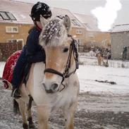 Fjordhest bjarregaaeds embla,,