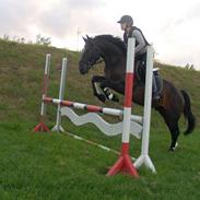 Welsh Cob (sec D) Tecno (solgt)