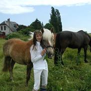 Haflinger 8930819 Ursula *R.I.P*