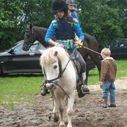 Anden særlig race Dalle