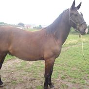 Oldenborg Comet Af Lundsager