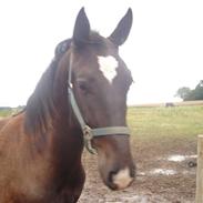 Oldenborg Comet Af Lundsager