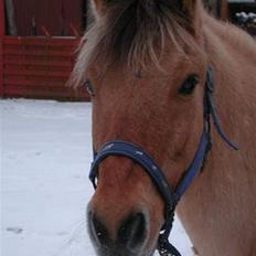 Anden særlig race Yasser - R.I.P