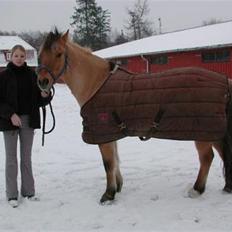 Anden særlig race Yasser - R.I.P