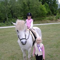 Islænder Litli Gráni f Laugabæ RIP