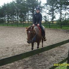 Appaloosa HHgomiss Mazie bar Solgt