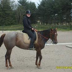 Appaloosa HHgomiss Mazie bar Solgt