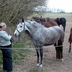 Pura Raza Española Estrella