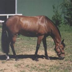 Anden særlig race Claus