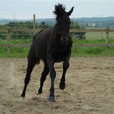 Dansk Varmblod Pepsi Star F.  R.I.P.