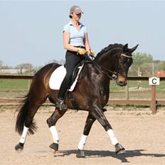 Dansk Varmblod Haiko Skovvang