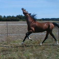 Traver Alv Peacepipe