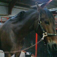 Oldenborg Cirkeline *Solgt*